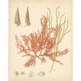 thumbnail image 2 of Vision Studio 26x32 White Modern Wood Framed Museum Art Print Titled - Coastal Relic III, 2 of 4