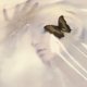 thumbnail image 1 of EP de vinilo Republic Records Speak Like the Dead de 12", 1 of 1