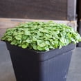 thumbnail image 3 of Basil Seeds - Anise - 5 Lb ~160,000 - Culinary Herb Gardening & Microgreens Seeds - Non-GMO, Heirloom, Open Pollinated, Annual, 3 of 6