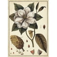 thumbnail image 2 of Vision Studio 14x18 Black Ornate Wood Framed with Double Matting Museum Art Print Titled - Ivory Botanical Study I, 2 of 4