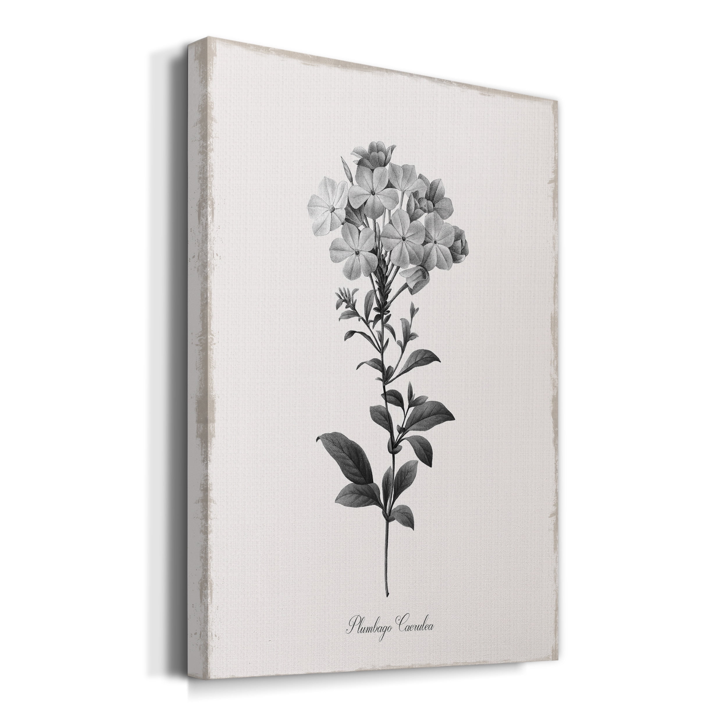 Simply Cape Leadwort Premium Gallery Wrapped Canvas - Ready to Hang - 18 x 27