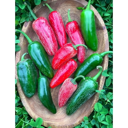 Set 2 Early Pepper Jalapeno Plant Live for Planting, Jalapeno Pepper Plant 5-8 Inch Tall in 4 Inch Pot, Outdoor Garden Pepper Seedling Plant