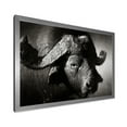thumbnail image 2 of Designart 'Black and White Portrait Of Buffalo II' Farmhouse Framed Art Print, 2 of 4
