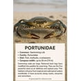 thumbnail image 2 of PuffPurrs Swimming Crab Plush - Lifelike 17in Portunidae Sea Crab Toy, Realistic Crustacean Plush Gift, 2 of 9