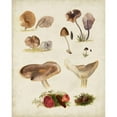 thumbnail image 3 of Vision Studio 15x18 Black Modern Framed Museum Art Print Titled - Mushroom Species III, 3 of 5