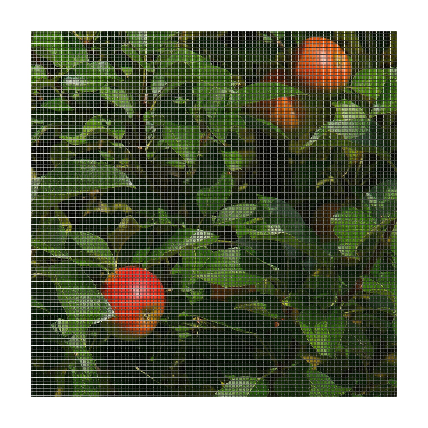 Far North Hardware Cloth Wire ,C2324100QQ