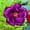 A, variant on Desert Rose, Low Maintenance - Easy Grow - Ideal for Beds Borders, Plant Pots & Planters