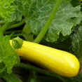 thumbnail image 4 of Everwilde Farms - 20 Organic Golden Zucchini Summer Squash Seeds - Gold Vault Jumbo Bulk Seed Packet, 4 of 5