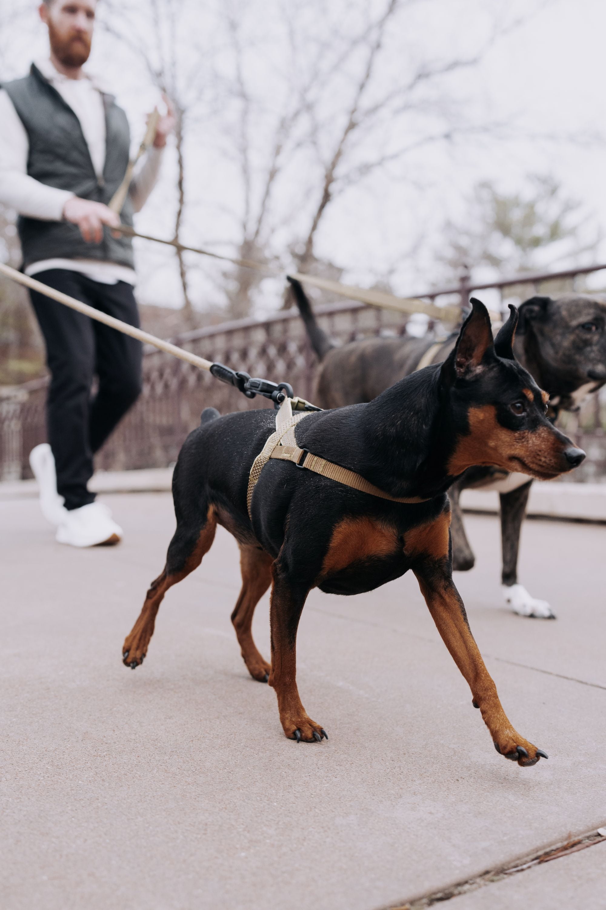 HOOZA Quick Clip Dog Harness & Rope Leash Set, Black Large – Magnetic Buckle, Reflective, Easy Fit