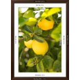 thumbnail image 5 of Art.com Lemon Grove II Photo by Karyn Millet, Brown Frame Wall Art, 32" x 44", 5 of 5