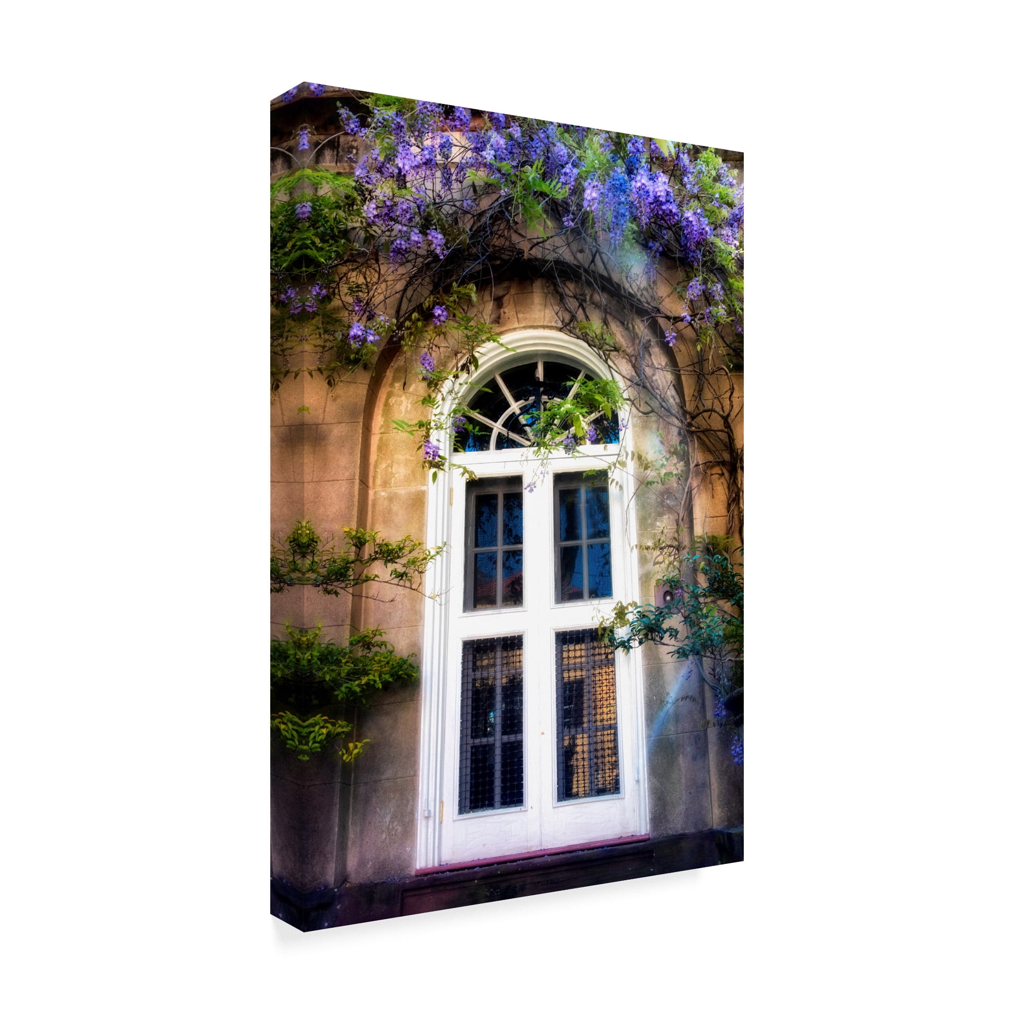 Trademark Fine Art 'White Wisteria' Canvas Art by Danny Head
