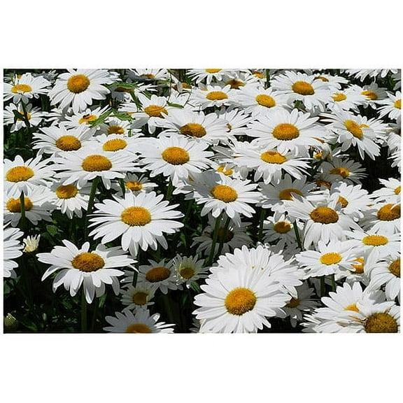 Trademark Art "I love Daisies!" Canvas Art by Kurt Shaffer, 16x24