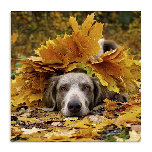 Stupell Industries Traditional Happy Puppy Autumn Foliage Canvas Art, 24 x 24, by Lil' Rue
