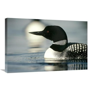 20 x 30 in. Common Loon Adult on Lake in the Summer, Wyoming Art Print - Michael Quinton