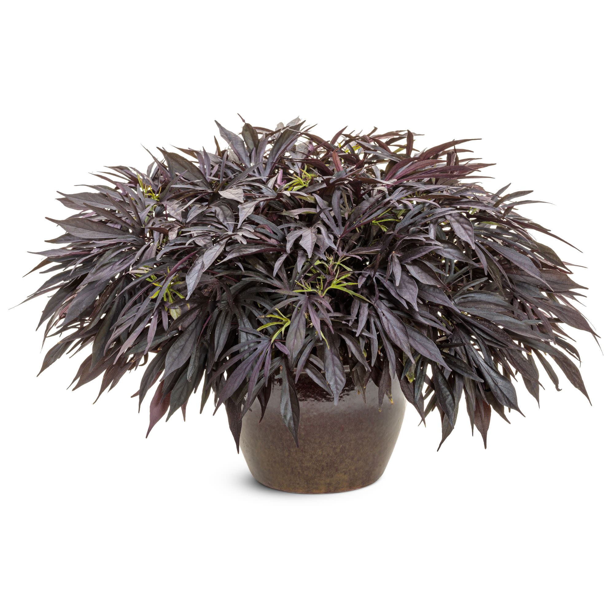 Proven Winners 4" Black Sweet Caroline Medusa Black Ornamental Sweet Potato Vine Live Plant in 4.25" Pot (4 Count)
