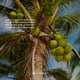 thumbnail image 5 of Acondicionador Dr. Natural con Aceite de Coco 473 ml 100% Hecho de Plantas y Aceites Naturales, 5 of 7