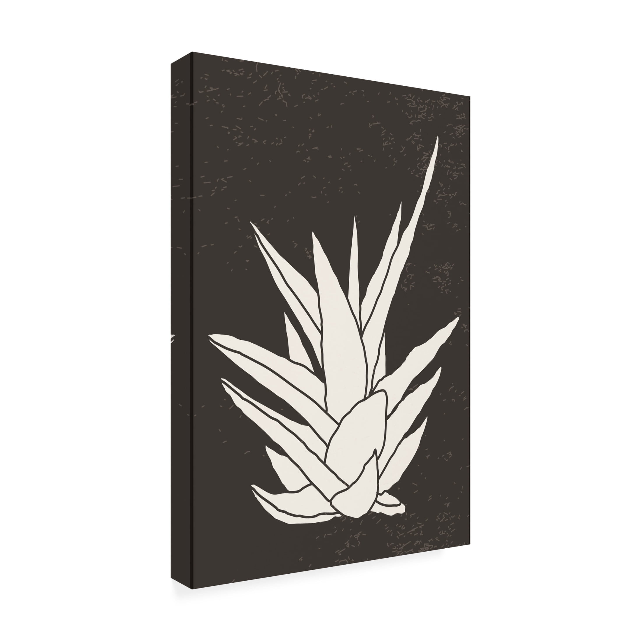 Trademark Fine Art jay stanley  Agave 1 Canvas Wall Art