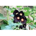 thumbnail image 3 of 25 BLACK HOLLYHOCK Alcea Rosea Nigra Flower Seeds, 3 of 10