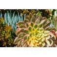 thumbnail image 3 of 40 Sunburst Succulent Seeds Aeonium davidbramwellii Succulent Seeds for Planting, 3 of 5