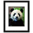 thumbnail image 1 of Panda Bear Framed Photo by Photo File, 1 of 1