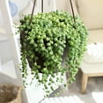 thumbnail image 5 of Element By Altman Plants String of Pearls Succulent (Senecio Rowleyanus) 6" Live Plant Hanging Basket, 5 of 13