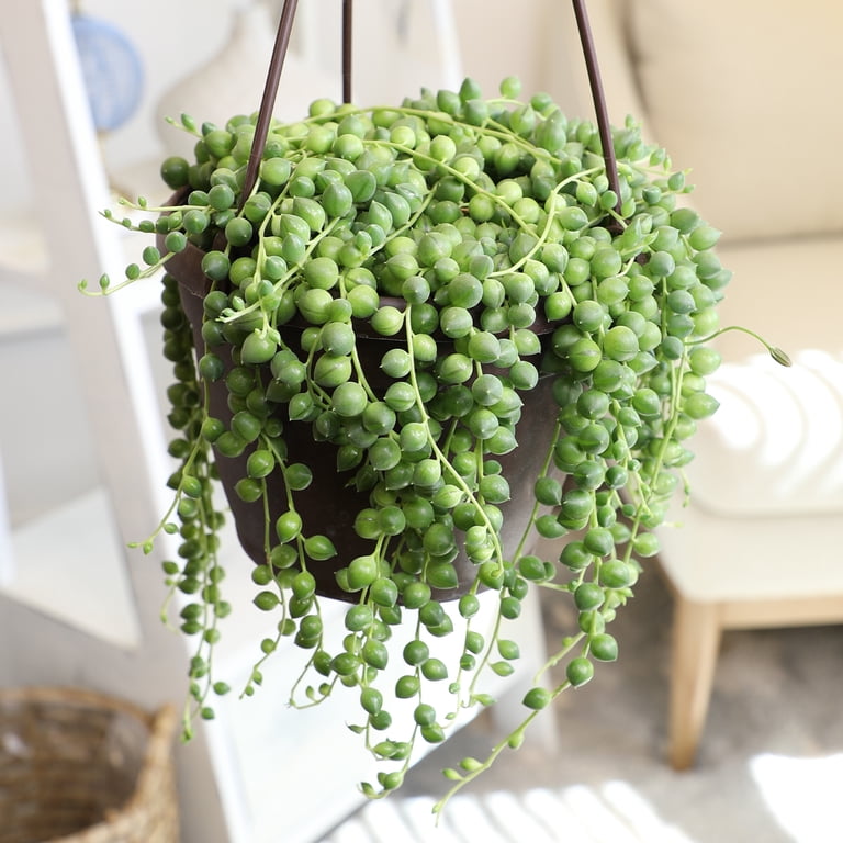 SMART PLANET 6 in. Assorted String of Pearls Hanging Basket Plant