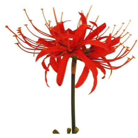 3 S Red Spider Lilies Artificial Flowers Lycoris Bulbs Red Walmart Canada