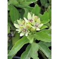 thumbnail image 2 of 20 Graines d'Asclépiade Verte Asclepias Viridis Pourpre Blanc Monarque Fleur Graines, 2 of 4