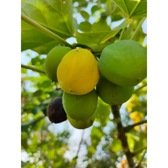 10 Barbados Nut Tree Seeds - Physic Nut - Jatropha curcas