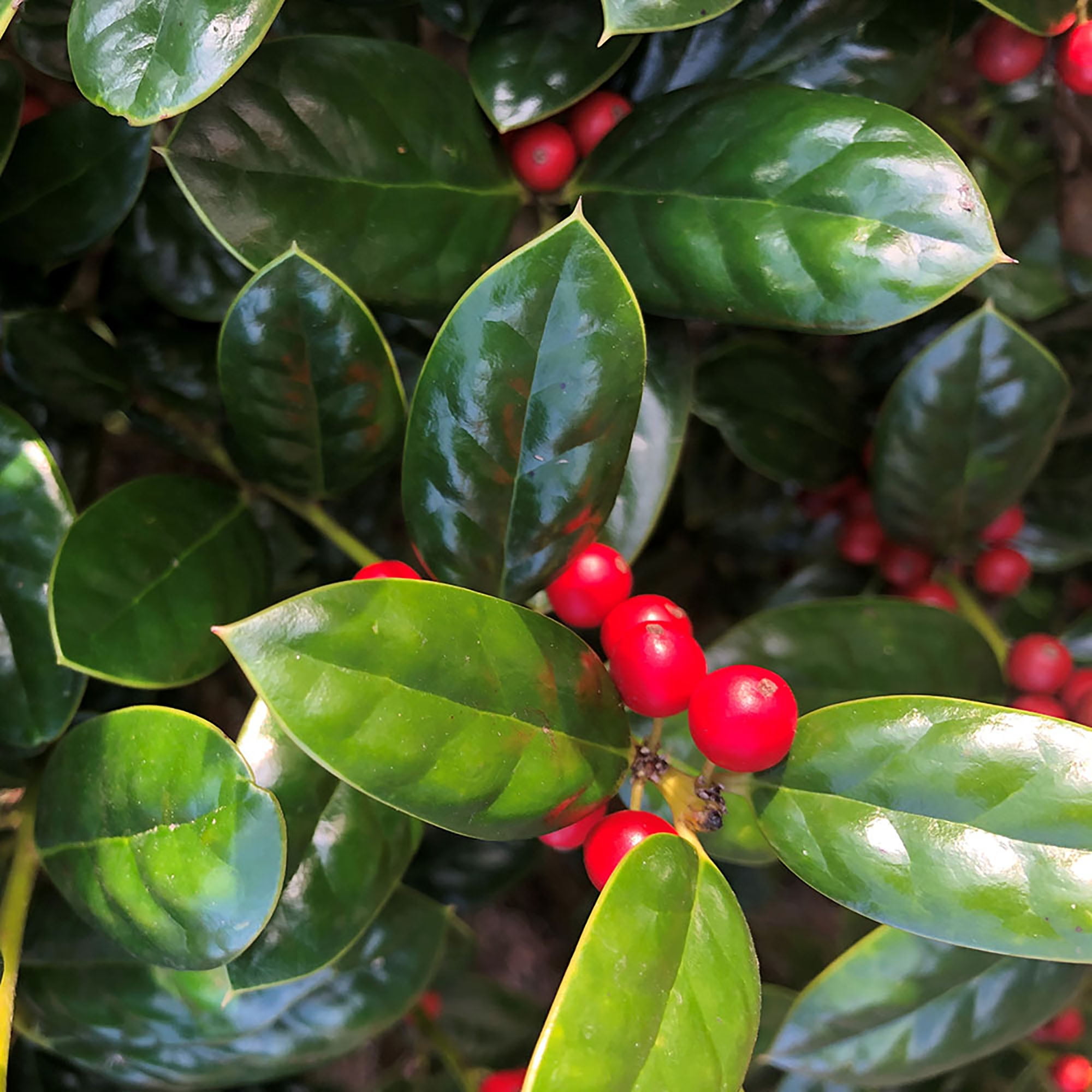 Dwarf Burford Holly (Ilex) Shrub (7 Gallon)