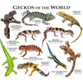 thumbnail image 2 of CafePress - Geckos Of The World Mug - 11 oz Ceramic Mug - Novelty Coffee Tea Cup, 2 of 4