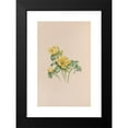 thumbnail image 2 of John Stevens Henslow 16x24 Black Modern Framed Museum Art Print Titled - Winter Aconite (1840), 2 of 5