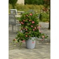 Island Blooms 2 Gallon Mandevilla Trellis Pot, Live Plant