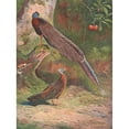 thumbnail image 3 of Archibald Thorburn 14x18 Black Modern Framed Museum Art Print Titled - Malay Argus Pheasant (1918-1922), 3 of 5