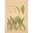 thumbnail image 2 of Vintage Apple Collection 18x24 White Modern Wood Framed Museum Art Print Titled -  Plate 37 - Lily of the Valley, 2 of 4