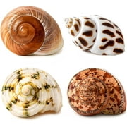 Sinkoo 4 Pcs Large Hermit Crab Shells 2~3.5Inch Natural Hermit Crab Shells Opening Size 1~1.5Inch, for Hermit Replacement Shells Hermit Crab Supplies