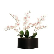 Vickerman White Orchids in Black