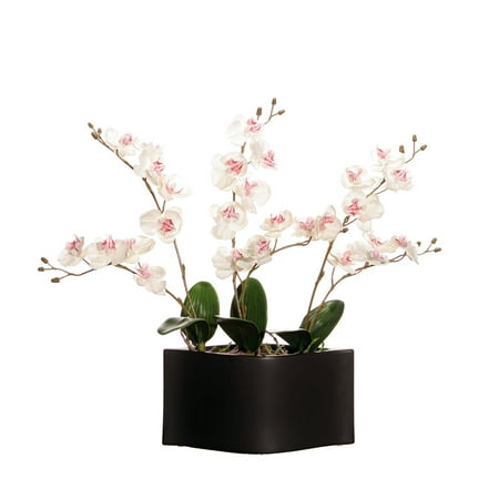 Vickerman White Orchids in Black