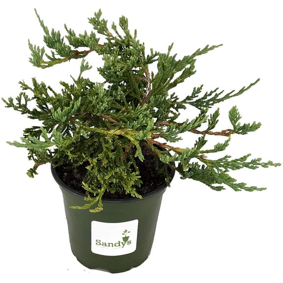 Juniper Blue Rug, Wilton Ground Cover, 4 Inch Pot, Lot of 12