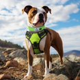 thumbnail image 3 of HAHDAXIA Neoprene Padded Dog Collar for Extra Large Dogs, 11 Colors, Reflective Wide Pet Collars with Durable Metal Belt Buckle, Adjustable Heavy Duty Nylon Dog Collar, Green, 3 of 6