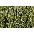 thumbnail image 6 of 150 Creeping WINTER SAVORY Satureja Montana Herb Pink Flower Seeds, 6 of 9