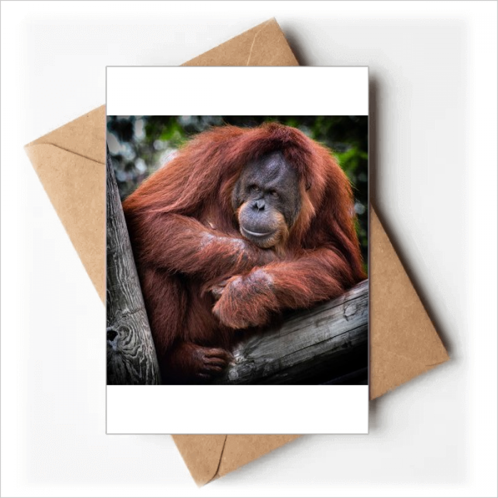 m Animal Orang-utan Greeting Cards You are Invited Invitations