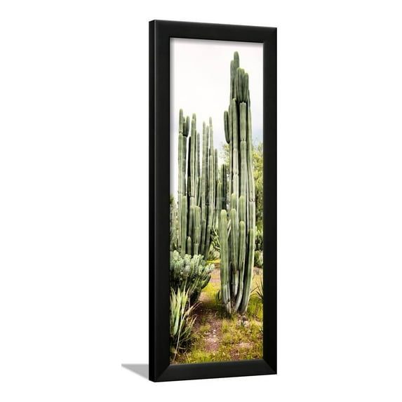 �Viva Mexico Panoramic Collection Cactus IV, Botanical World Culture Framed Art Print Wall Art by Philippe Hugonnard Sold by Art.Com