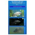 thumbnail image 5 of Underwater Fishing Camera 4.3 Inch Night Vision EU Plug, 5 of 5