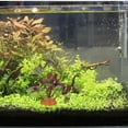 thumbnail image 1 of NUOLUX Adorno De Planta Simulada Para Acuario Y De Reptiles Color Y, 1 of 8