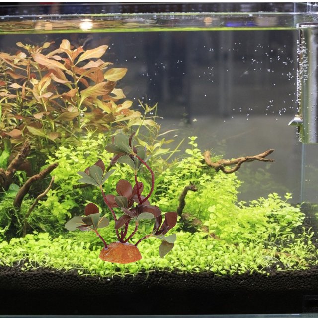 NUOLUX Adorno De Planta Simulada Para Acuario Y De Reptiles Color Y