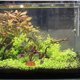 thumbnail image 1 of UPGRATOR Planta Artificial Para Terrario De Reptiles Decorativa Color Resistente Y Duradera, 1 of 7