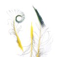 thumbnail image 2 of Zucker Feather Products Peacock Swords Stem Dyed Feathers - 25-40" - 10pcs - Yellow, 2 of 2