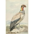 thumbnail image 3 of Aert Schouman 11x14 Black Modern Framed Museum Art Print Titled - Koningsgier (Sarcoramphus Dad) (1758), 3 of 5