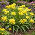 thumbnail image 6 of Bee & Butterfly Blooming Collection - 100 Bulbs Featuring 4 Varieties of Pink, Yellow, Red, White Flowers- Attracts Pollinators to the Garden, 6 of 7
